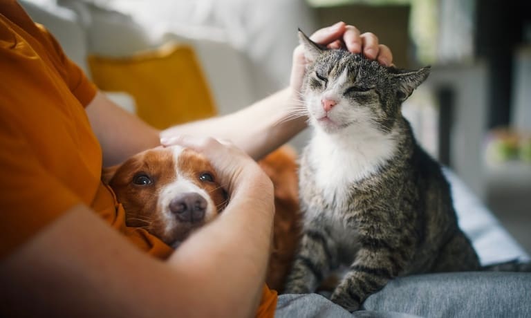 How Shedding Impacts Life Beyond Grooming 1 A pet owner sits on the couch in an orange shirt and pets their dog and cat who sit comfortable on their lap.