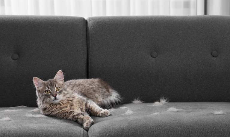 How Shedding Impacts Life Beyond Grooming 2 A domestic short-hair Tabby cat sits on the sofa next to little clumps of fur. The cat is shedding.