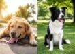 signs of heatstroke dogs