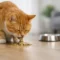 Why Is My Cat Vomiting? What It Could Mean